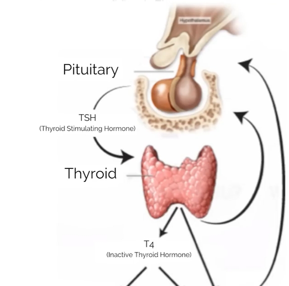 5 Forbidden Foods to Help your thyroid Health