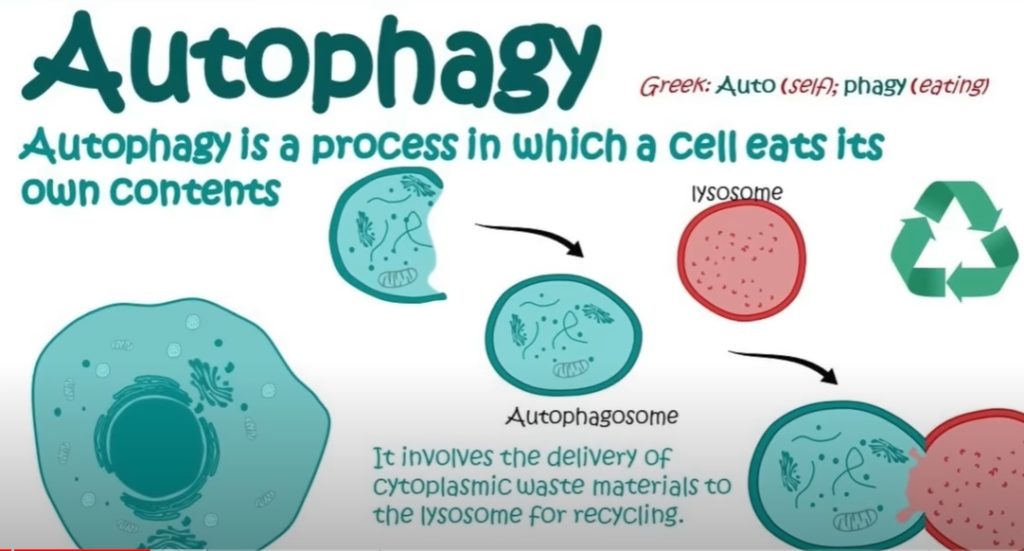 Unlocking the Secrets of Autophagy